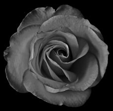 Roses - 16