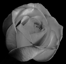 Roses - 61