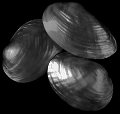 Shells - 197