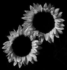 Sunflowers - 141