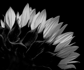 Sunflowers - 149