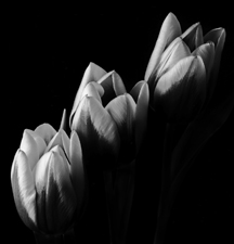 Tulips - 114