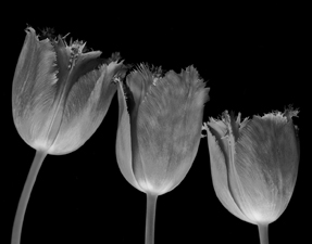 Tulips - 128