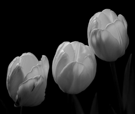 Tulips - 45
