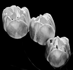 Tulips - 67